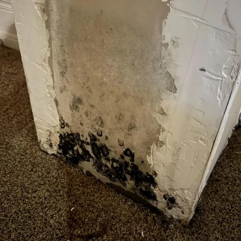 Professional Mold Removal in Murphy, MO